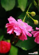 以表示庆祝祝贺的花为主题的花语 花开庆祝，花语祝贺