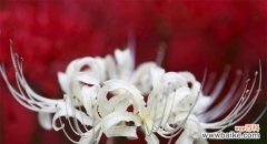 传递歉意的花束 以表示歉意的花花语