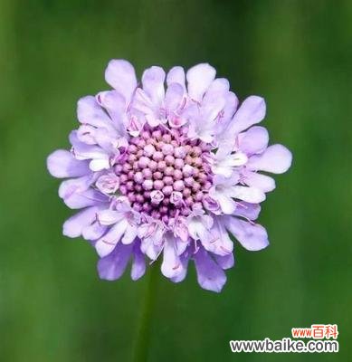 探寻花语中陪伴的含义 花语中的陪伴之花