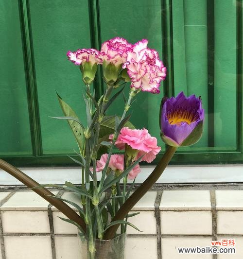 探寻花语中陪伴的含义 花语中的陪伴之花