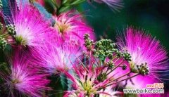 以花语表达生命的丰富与奇迹 生命的花