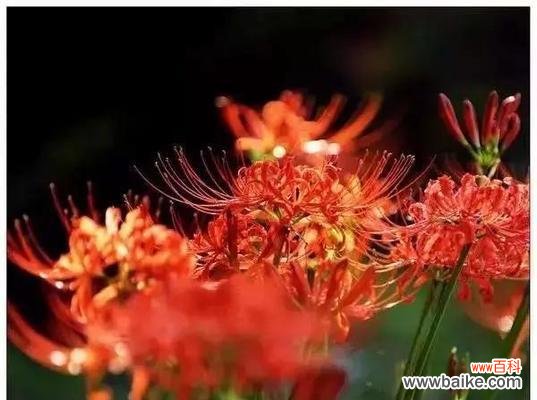 揭示花语中失望的意义 失望的花