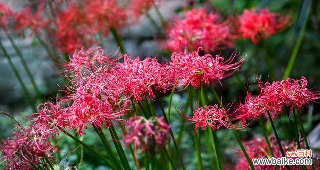 揭示花语中失望的意义 失望的花