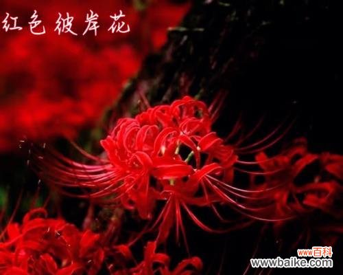 揭示花语中失望的意义 失望的花