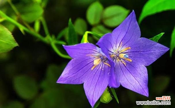 花开花谢 时间之花