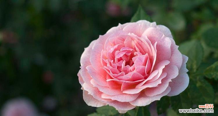 花开花谢 时间之花