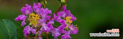 花开花谢 时间之花