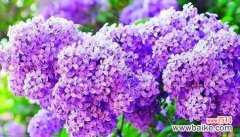 远离故土心系故园感受思乡的芬芳 思乡之情花香满怀