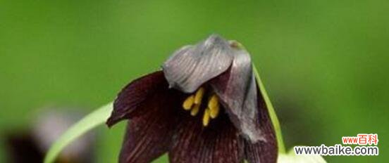 生命中绽放的离别之花 花语寓意