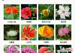 解读43朵玫瑰所传达的丰富情感与内涵 花语之美