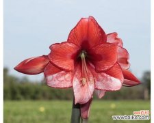 揭示朱顶红风水的神秘奥义 朱顶红风水的寓意和象征意义