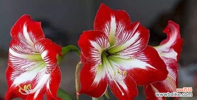 朱顶红花的神秘意义和艳丽魅力 朱顶红的花语与美丽情感