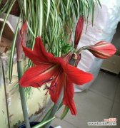 朱顶红花的神秘意义和艳丽魅力 朱顶红的花语与美丽情感