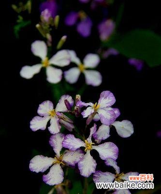 揭秘诸葛菜的神秘花语 诸葛菜的花语与寓意