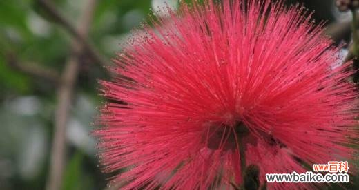 传递爱与希望的美丽花朵——朱樱花 朱樱花的花语与寓意