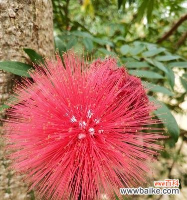 传递爱与希望的美丽花朵——朱樱花 朱樱花的花语与寓意
