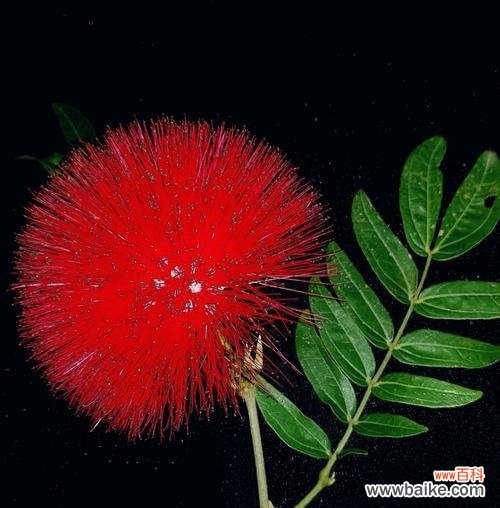 传递爱与希望的美丽花朵——朱樱花 朱樱花的花语与寓意