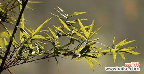 竹子的象征与传达的寄托 竹子的寓意与花语