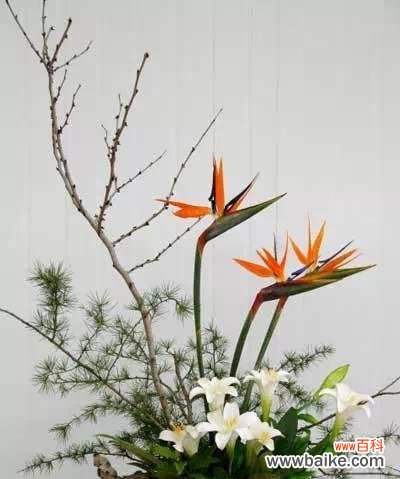 竹子的象征与传达的寄托 竹子的寓意与花语