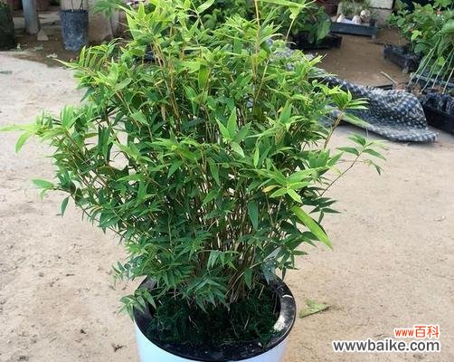 从生命力、坚韧性到审美观念 竹子的象征意义与美学价值