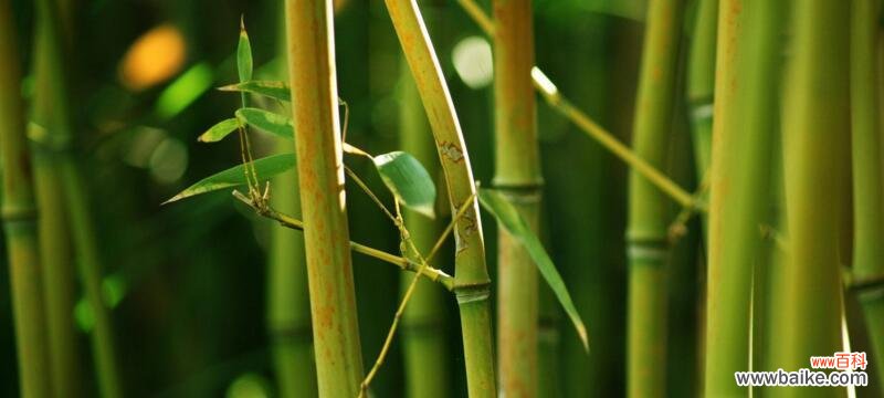 从生命力、坚韧性到审美观念 竹子的象征意义与美学价值