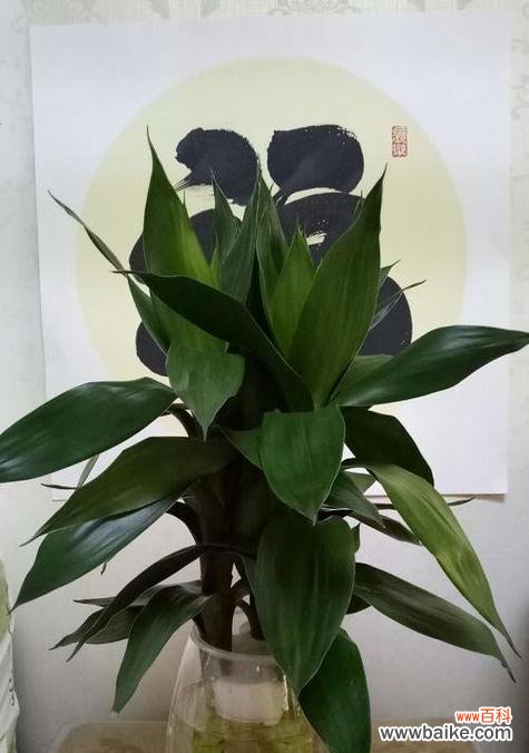 从生命力、坚韧性到审美观念 竹子的象征意义与美学价值