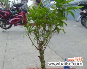 生命力顽强的绿色象征——竹子 竹子的特点与象征意义