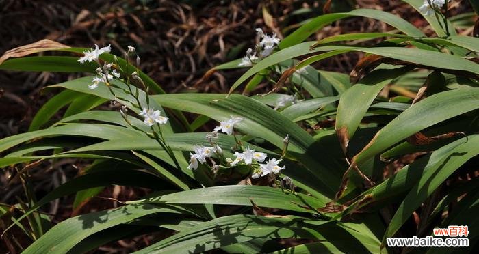 强韧不屈 竹子——品质与精神的象征