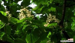 揭示梓树的寓意与象征 梓树