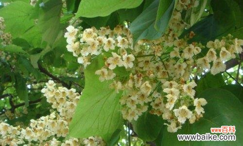 揭示梓树的寓意与象征 梓树