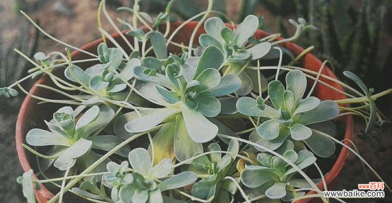 莲华花语的含义及传承的意义 莲华绽放，以子为持