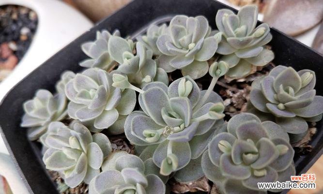 莲华花语的含义及传承的意义 莲华绽放，以子为持