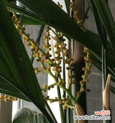 探索竹子象征意义的文化底蕴与实际运用 竹子的象征意义——坚韧不拔的力量