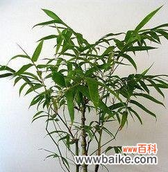 探索竹子象征意义的文化底蕴与实际运用 竹子的象征意义——坚韧不拔的力量