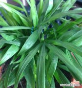 探索竹子象征意义的文化底蕴与实际运用 竹子的象征意义——坚韧不拔的力量