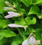 探寻紫萼花的历史渊源与传承 紫萼花的文化背景与花语意义