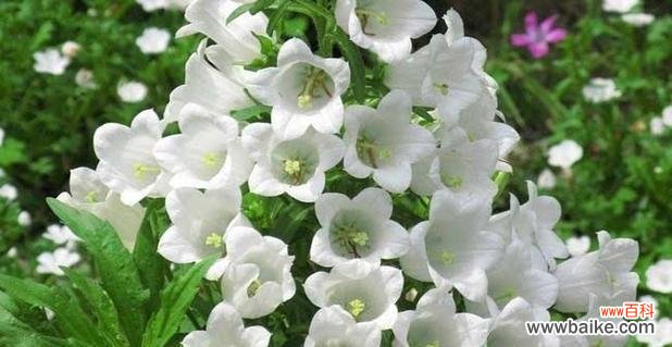 唤醒爱情与美梦 紫斑风铃草——花开如梦