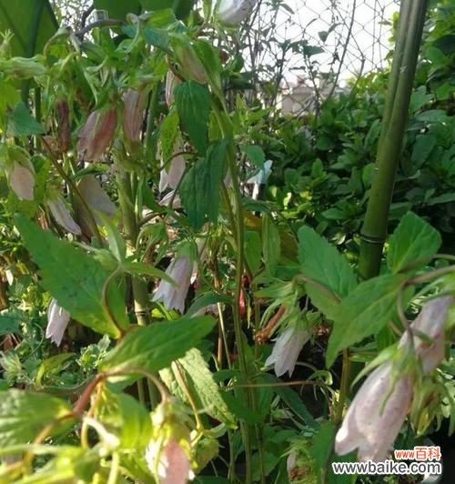 唤醒爱情与美梦 紫斑风铃草——花开如梦