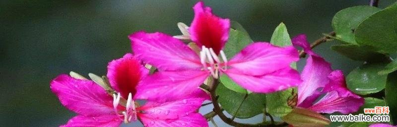 探寻紫堇花的隐含情感 紫堇花花语之浪漫情怀