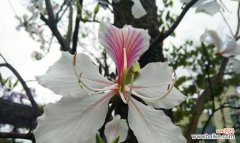 探寻紫堇花的隐含情感 紫堇花花语之浪漫情怀