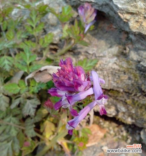 探秘紫堇的神奇之处 紫堇的传说与花语