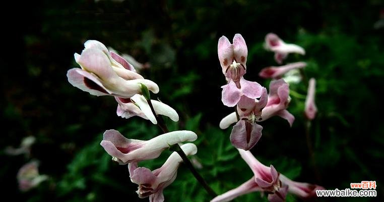 探秘紫堇的神奇之处 紫堇的传说与花语