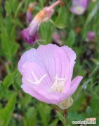 揭秘温柔的花朵 温柔之花