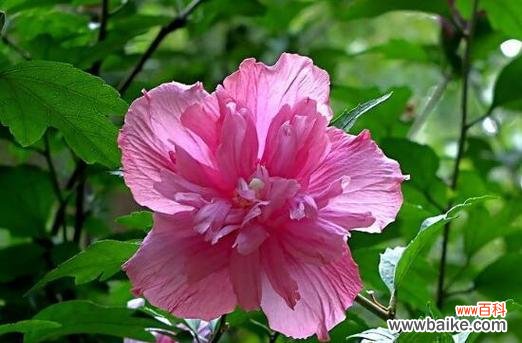 揭秘温柔的花朵 温柔之花