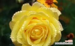 花语悄然述说的妩媚与独特 妩媚花语