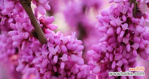 用花语传达你的相思之情 相思的花