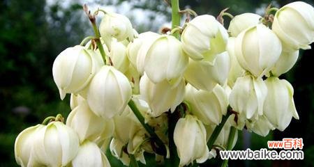 以表示希望的花语为主题的花卉文化探究 花语寄托希望