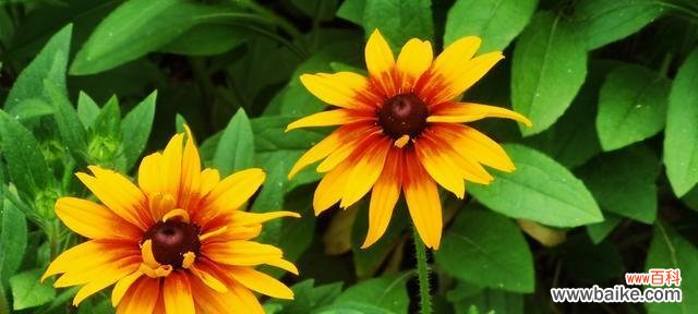 以表示希望的花语为主题的花卉文化探究 花语寄托希望