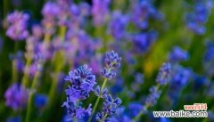 以表示希望的花语为主题的花卉文化探究 花语寄托希望