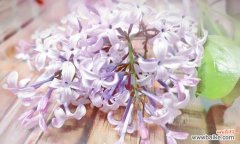 用花语表达深深的想念之情 花语诉想念，散发思念的花的芬芳